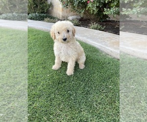 Sheepadoodle Puppy for sale in LUBBOCK, TX, USA