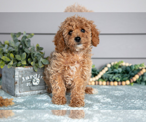 Medium Poodle (Miniature)