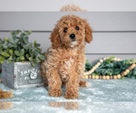 Puppy Piper Poodle (Miniature)