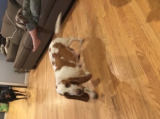 Mother of the Basset Hound puppies born on 04/18/2017