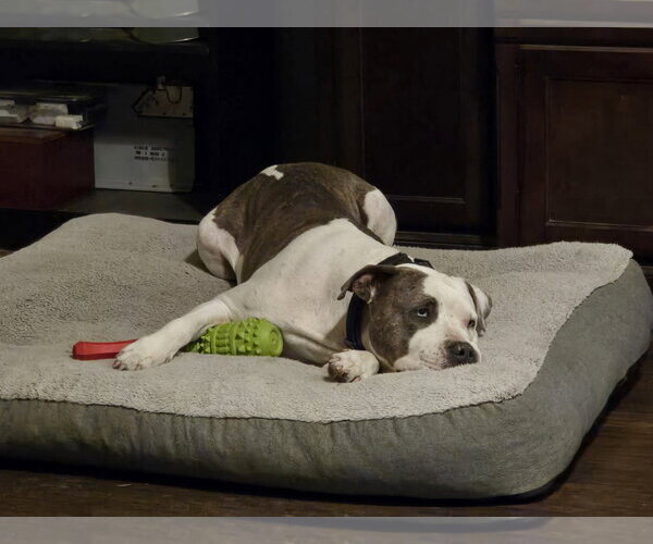 Medium Photo #26 Staffordshire Bull Terrier-Unknown Mix Puppy For Sale in The Woodlands, TX, USA