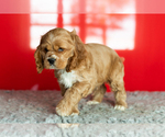 Small Photo #32 Cocker Spaniel Puppy For Sale in NAPPANEE, IN, USA
