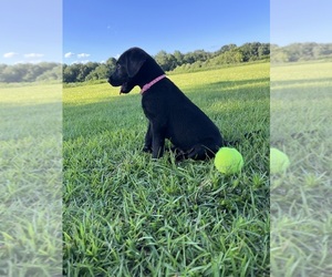 Labrador Retriever Puppy for Sale in GREENVILLE, North Carolina USA