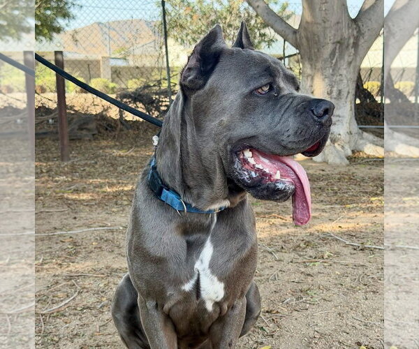 Medium Photo #1 Mutt Puppy For Sale in Goodyear, AZ, USA