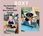 Small Photo #2 Miniature Australian Shepherd Puppy For Sale in WARDVILLE, OK, USA