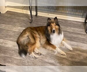 Collie Dogs for adoption in Pueblo West, CO, USA