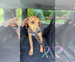 Small #5 Labrador Retriever Mix