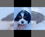 Small #2 Cavalier King Charles Spaniel