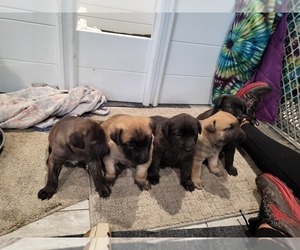 Dutch Shepherd Dog Puppy for Sale in LEANDER, Texas USA