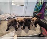 Small Dutch Shepherd Dog