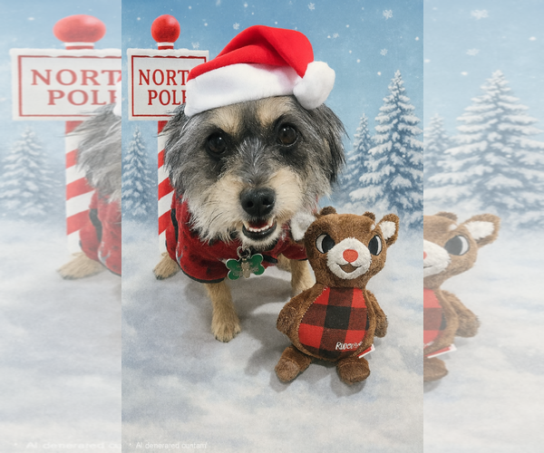 Medium Photo #2 Mutt Puppy For Sale in Phoenix, AZ, USA