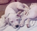 Puppy Biggie smalls Dogo Argentino
