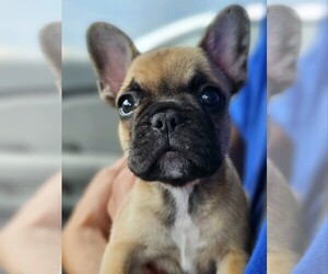 French Bulldog Puppy for sale in COLORADO SPRINGS, CO, USA