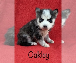 Siberian Husky Puppy for sale in DEARBORN, MO, USA