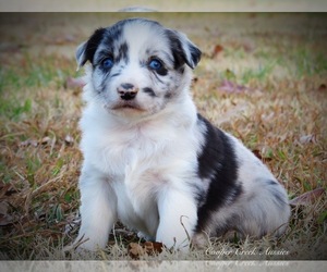 Miniature Australian Shepherd Puppy for sale in SMITHVILLE, AR, USA