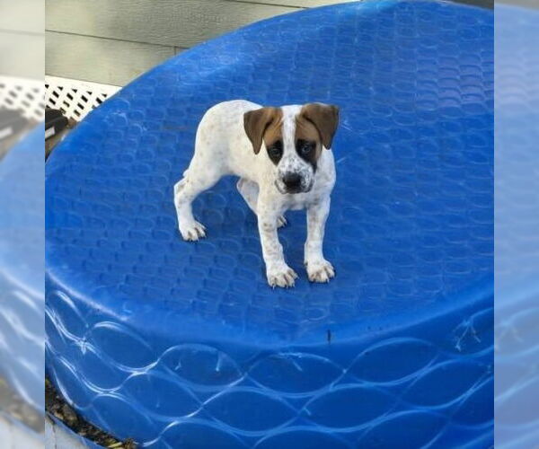 Medium Photo #4 American Pit Bull Terrier-Unknown Mix Puppy For Sale in Minneapolis, MN, USA