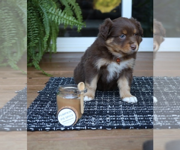 Medium Photo #2 Miniature American Shepherd Puppy For Sale in DAWSON, GA, USA