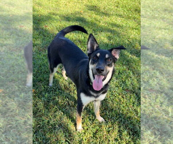 Medium Photo #7 Mutt Puppy For Sale in San Leon, TX, USA