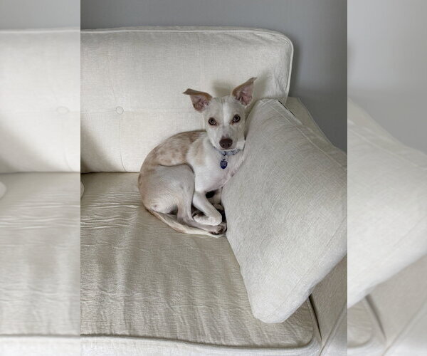 Medium Photo #1 Mutt Puppy For Sale in Springdale, PA, USA