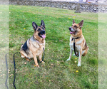 Harley (with Joker) - Female German Shepherd Dog Dog for Adoption - Small photo