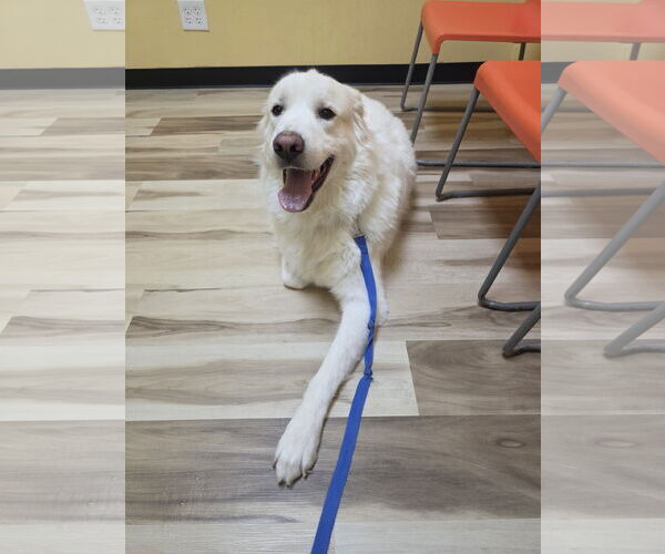 Medium Photo #6 Great Pyrenees Puppy For Sale in Houston, TX, USA