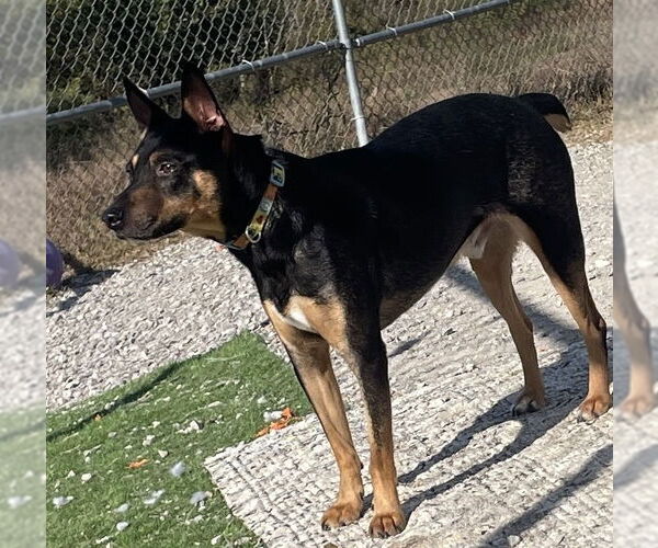 Medium Photo #3 Mutt Puppy For Sale in Evansville, IN, USA