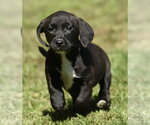 Small #8 Dachsador