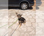 Small #1 German Shepherd Dog-Huskies  Mix