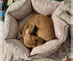 Small #1 Dachshund