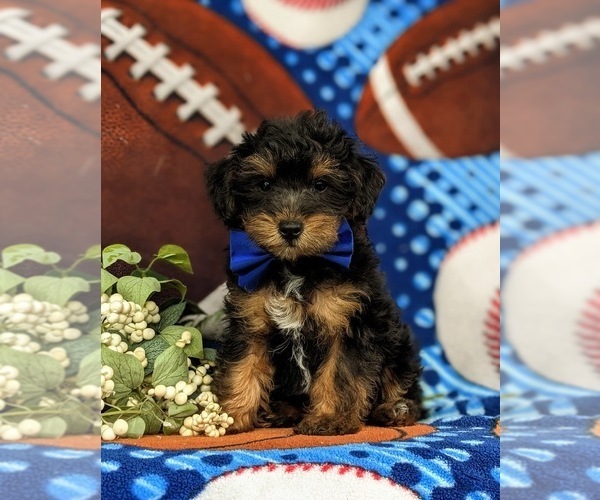 Medium Photo #3 Poodle (Toy)-Yorkshire Terrier Mix Puppy For Sale in OXFORD, PA, USA