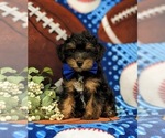 Small Photo #3 Poodle (Toy)-Yorkshire Terrier Mix Puppy For Sale in OXFORD, PA, USA