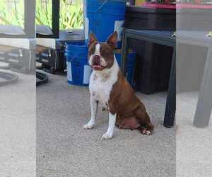 Boston Terrier Dogs for adoption in Catasauqua, PA, USA