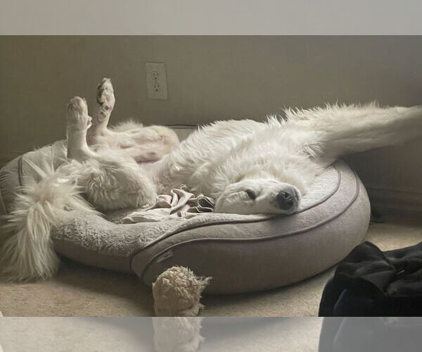 Medium Photo #2 Great Pyrenees Puppy For Sale in Dallas, TX, USA