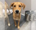 Small Labrador Retriever Mix