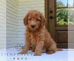 Small #2 Goldendoodle (Miniature)