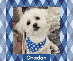 Maltichon Dogs for adoption in Littleton, CO, USA