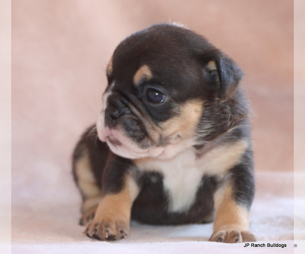 Medium Photo #3 Bulldog Puppy For Sale in WINNSBORO, TX, USA