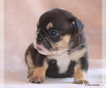 Small #2 Bulldog