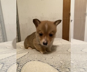 Pembroke Welsh Corgi Puppy for sale in BRIGGSDALE, CO, USA