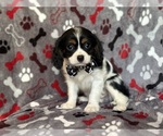 Small Cavalier King Charles Spaniel