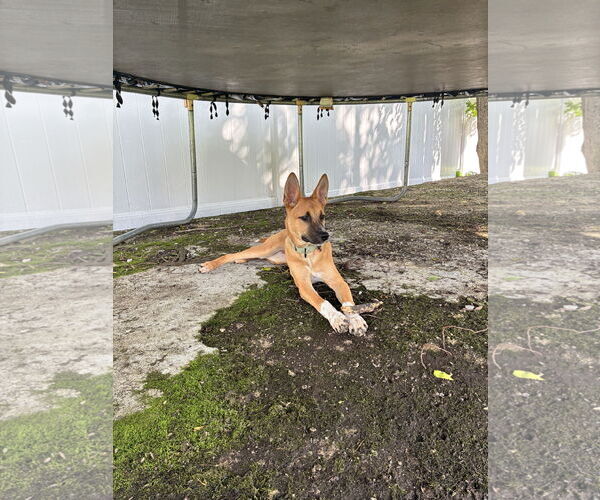 Medium Photo #8 Mutt Puppy For Sale in Rockaway, NJ, USA