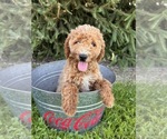 Small #3 Goldendoodle (Miniature)