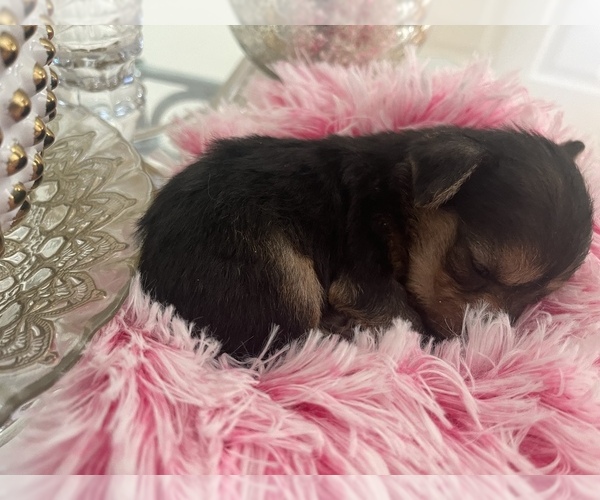 Medium Photo #6 YorkiePoo Puppy For Sale in ORLANDO, FL, USA