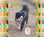Small #1 Australian Shepherd