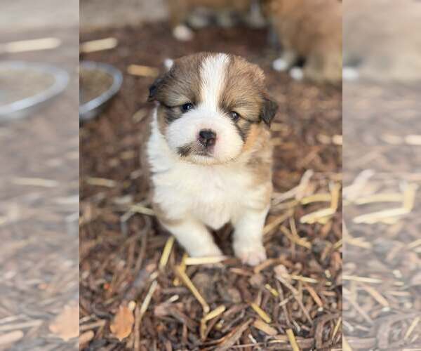 Medium Photo #2 Australian Shepherd-Shih Tzu Mix Puppy For Sale in Paso Robles, CA, USA