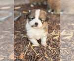 Small #1 Australian Shepherd-Shih Tzu Mix