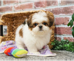 Small #16 Shih Tzu