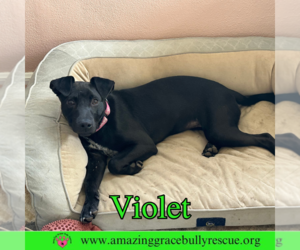 Violet - Female Labrador Retriever-Unknown Mix Dog for Adoption - Photo #12