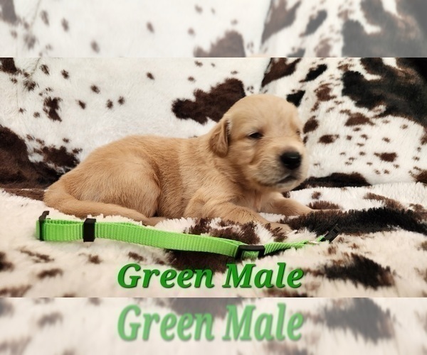 Medium Photo #24 Golden Retriever Puppy For Sale in CRAWFORDVILLE, FL, USA