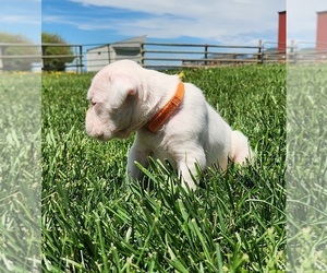 Boxer Puppy for sale in AFTON, WY, USA